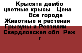 Крысята дамбо цветные крысы › Цена ­ 250 - Все города Животные и растения » Грызуны и Рептилии   . Свердловская обл.,Реж г.